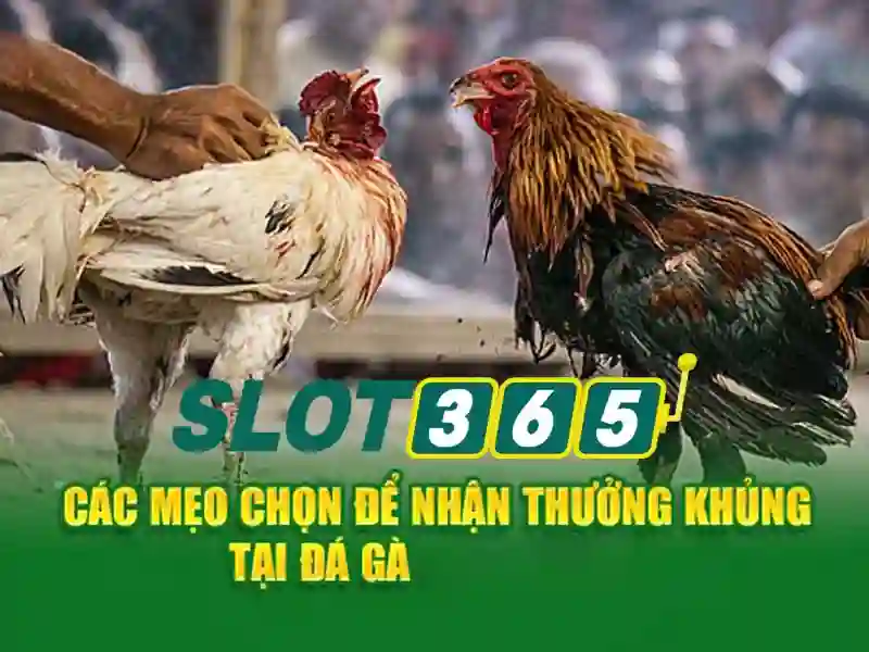 Slot365: Khám phá nền tảng slot trực tuyến nổi bật