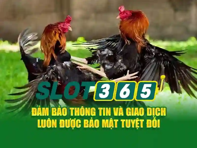 Slot365 - Trải nghiệm chơi slot trực tuyến uy tín