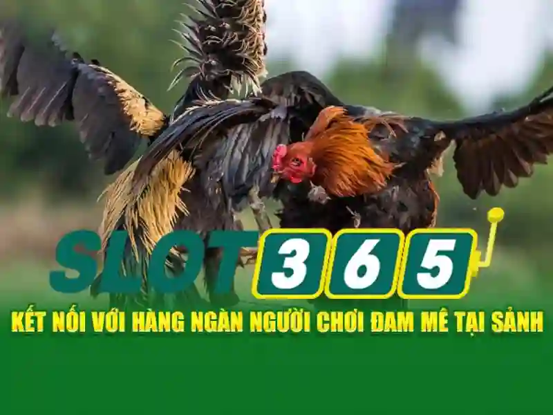 Slot365 - Đánh giá nền tảng cá cược trực tuyến
