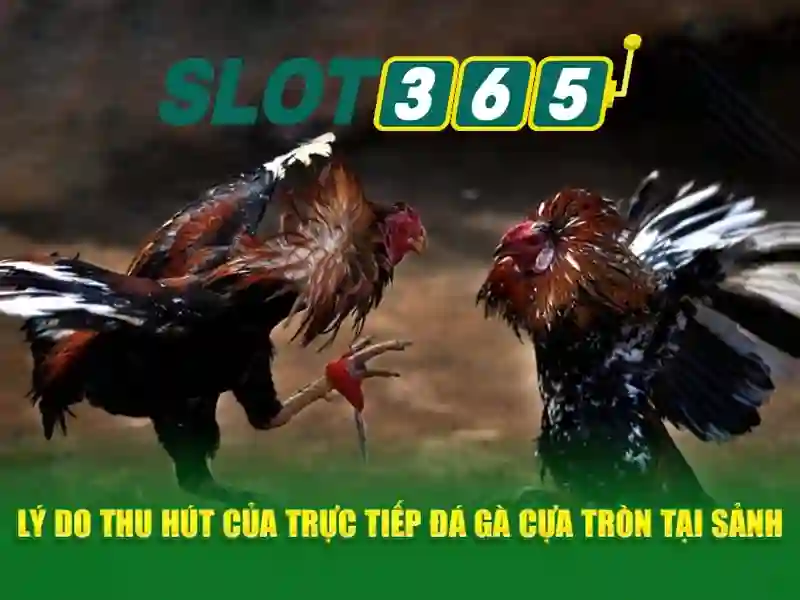 An toàn và thanh toán Slot365