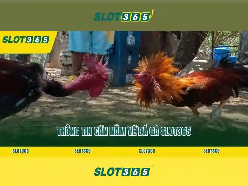 Slot365: Nền tảng slot trực tuyến nổi bật cho người chơi Việt